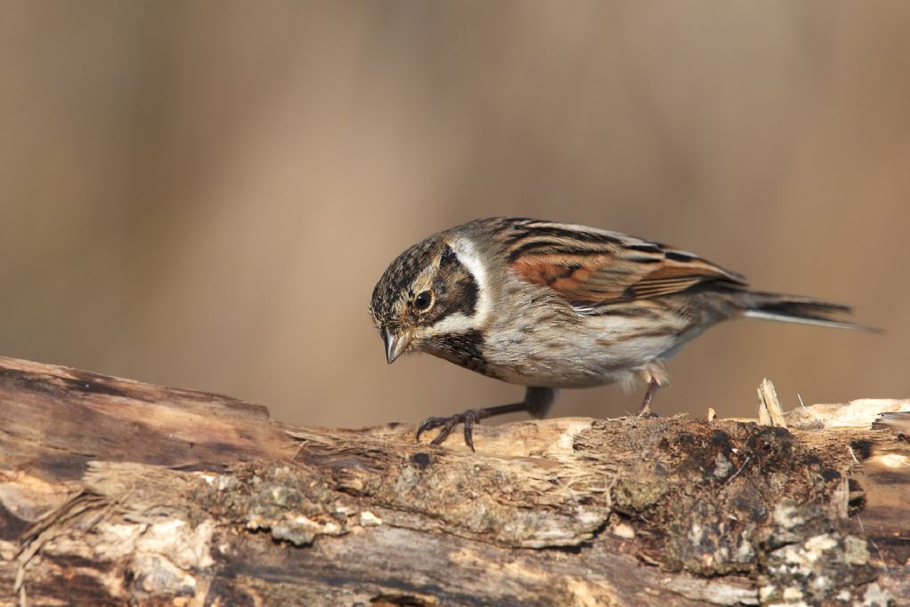 Migliarino di palude ,maschio e femmina??